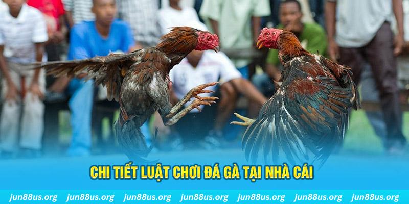 onbet đá gà thomo