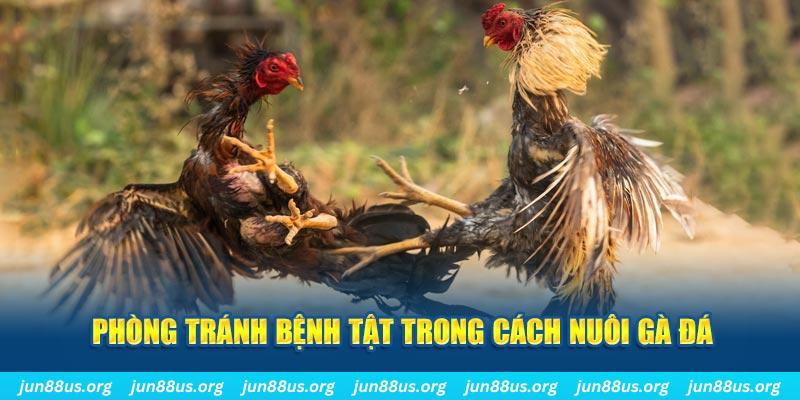 onbet Bài Poker Bonus